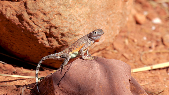 Greater earless lizard (Cophosaurus texanus) is a species of earless lizard endemic to the Southwest