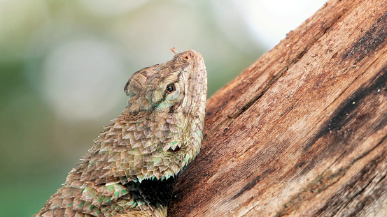 Sceloporus magister, also known as the desert spiny lizard, is a lizard species of the family Phrynosomatidae, native to the Chihuahuan Desert and Sonoran Desert of North America