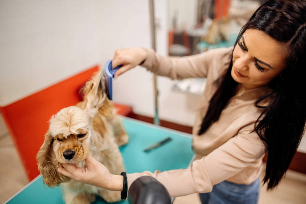 istock Cute woman owner is brushing him 1359570145