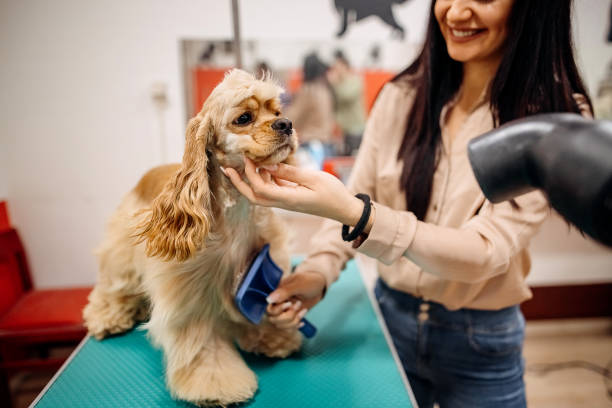 istock Cute woman owner is brushing him 1359570160