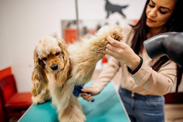 istock Cute woman owner is brushing him 1359570168