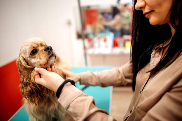istock Pet groomer with scissors makes grooming 1359570190