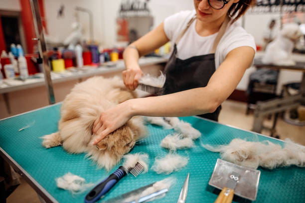istock Cat on a haircut in the salon 1359570383