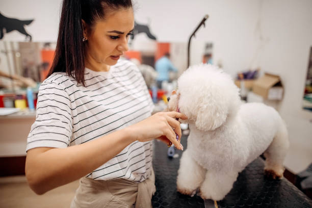 istock Pet groomer with scissors makes grooming 1359570440
