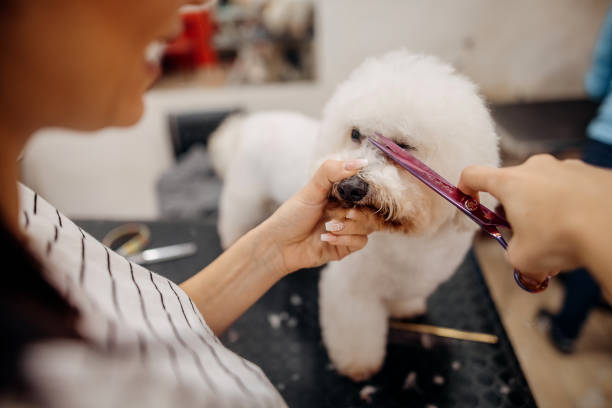 istock Pet groomer with scissors makes grooming 1359570446