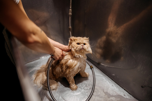 Cat in the grooming salon is taking a shower