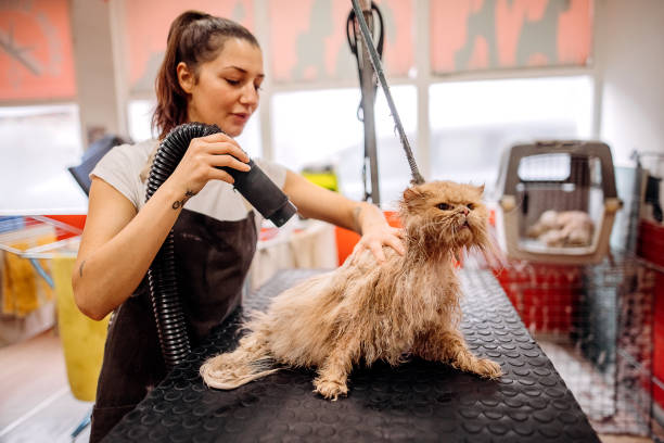 Cat dries after bathing Cat gets hair cut at Pet Spa Grooming Salon. Closeup of cat. The cat is dried with a hair dryer. groomer concept pet grooming salon stock pictures, royalty-free photos & images