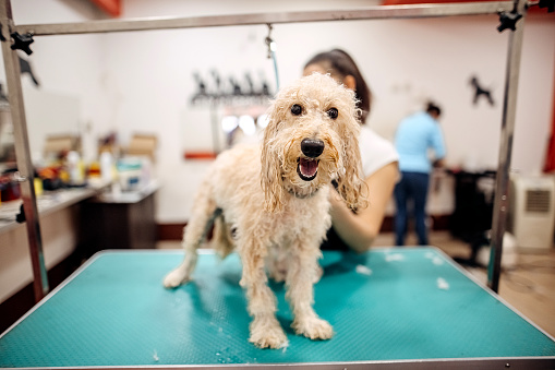 Dog groomer dries a bichon maltese dog with a hair dryer.