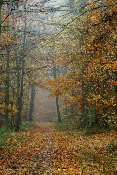 istock autumn colorful forest in fog 1359571494