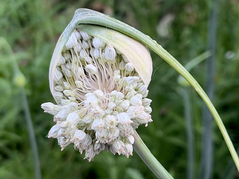 Horizontal closeup photo of an organic Leek flower head opening to reveal the tiny white flowers inside. Soft focus garden background