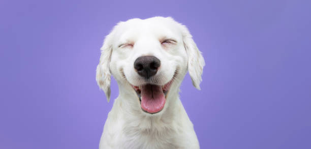 feliz perro cachorro sonriendo sobre fondo púrpura aislado. - dog smiling animal tongue pink fotografías e imágenes de stock
