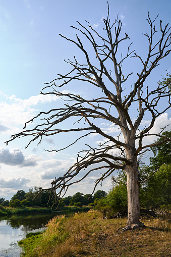 Un árbol seco en la orilla del río Warta photo