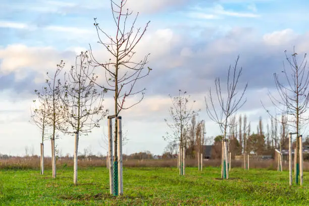 Planting young trees to grow a new forest in a new nature landscape called de Nieuwe Driemanspolder, the Netherlands