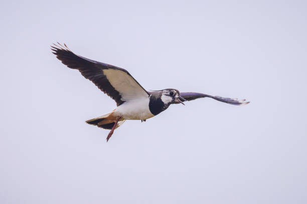 nahaufnahme eines nördlichen kiebitzes, vanellus vanellus, vogel im flug - kiebitz stock-fotos und bilder