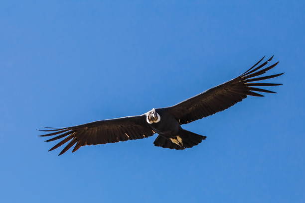 istock Andean condor in a blue sky 1359573545