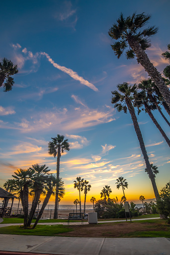 Palm trees by the sea in world famous Santa Monica shore at sunset. California, USA