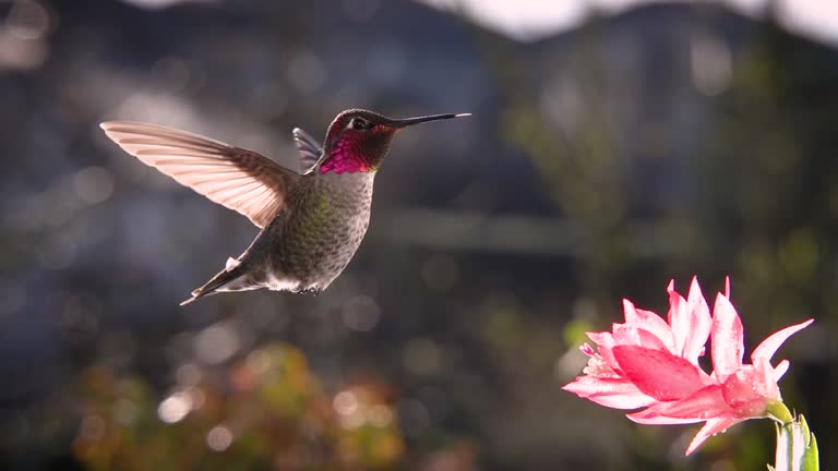 Hummingbird hovering in backlighting sunlight, slow motion and zoom in zoom out