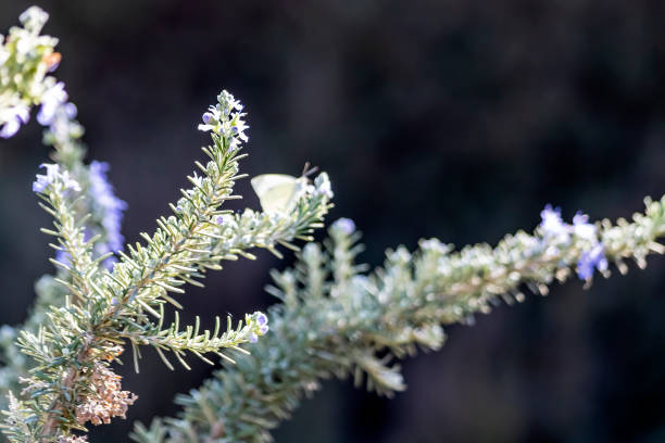 Blurred rosemary twigs with flowers and butterfly