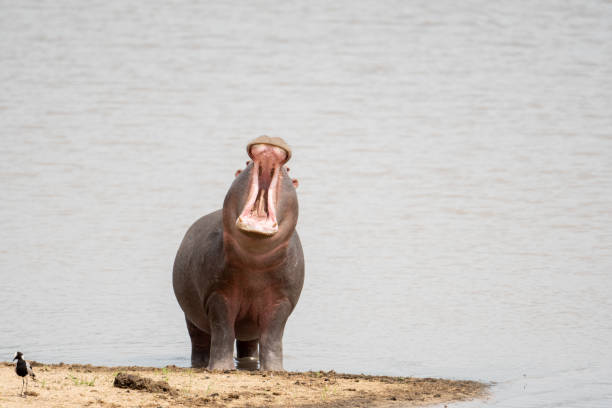 бегемот зевая - kruger national park hippopotamus animal mouth animal стоковые фото и изображения