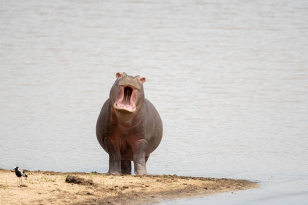 nilpferd gähnen - kruger national park hippopotamus animal mouth animal stock-fotos und bilder