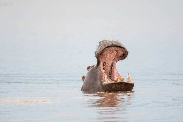 бегемот зевает в озере - kruger national park hippopotamus animal mouth animal стоковые фото и изображения