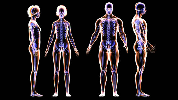 squelette et systèmes musculaires du couple de fitness - corps de femme en transparence photos et images de collection