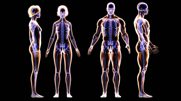 scheletro e sistemi muscolari di coppia fitness - anatomical model immagine foto e immagini stock