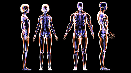 Image of head-to-toe scan of a fit woman and muscular man body. Comparison of male and female body. MRI scanning of the human body skeletal and muscular systems. You can see the animation movie of this image from my iStock video portfolio. Video number: 1359403986
