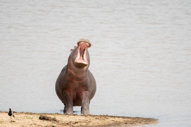 nilpferd gähnen - kruger national park hippopotamus animal mouth animal stock-fotos und bilder