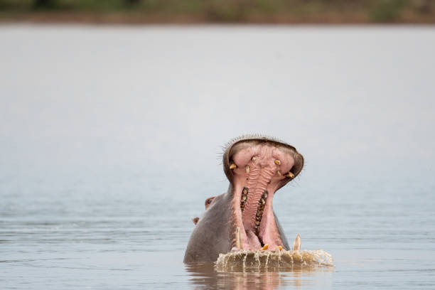 бегемот зевает в озере - kruger national park hippopotamus animal mouth animal стоковые фото и изображения