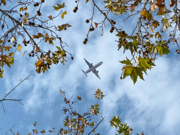 istock Airplane flying above the forest, bottom view 1359579529