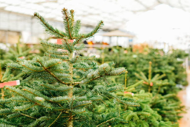 istock Christmas trees for sale on a shop 1359580373