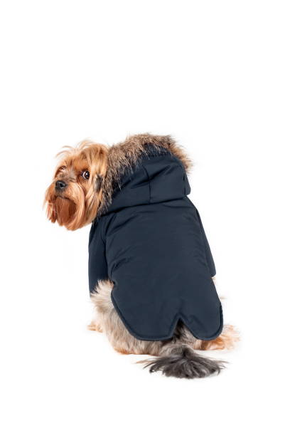 istock Sad yorkshire terrier in black jacket with hood isolated on white background 1359580701