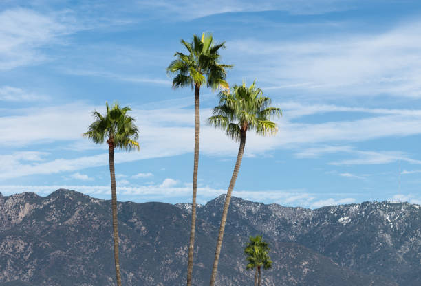 istock Palm Trees San Gabriel Mountains 1359582324