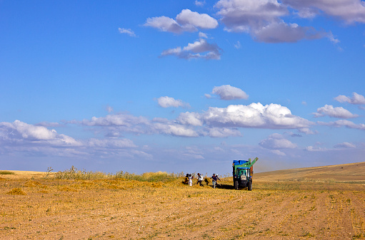 Kırşehir, Turkey - July 24, 2021: Unidentified Turkish people who is farm worker wearing traditional clothes in steppe with a small tractor in kırşehir turkey. They are harvesting the lentil on field in summer time.