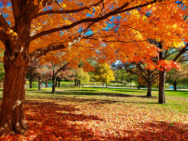 herbst in zentral-illinois (mahomet, il) - maple tree stock-fotos und bilder