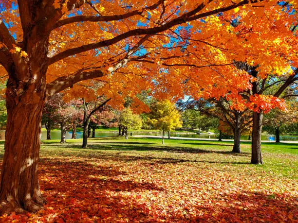 Fall foliage at its peak at the Lake of the Woods in Mahomet, Illinois