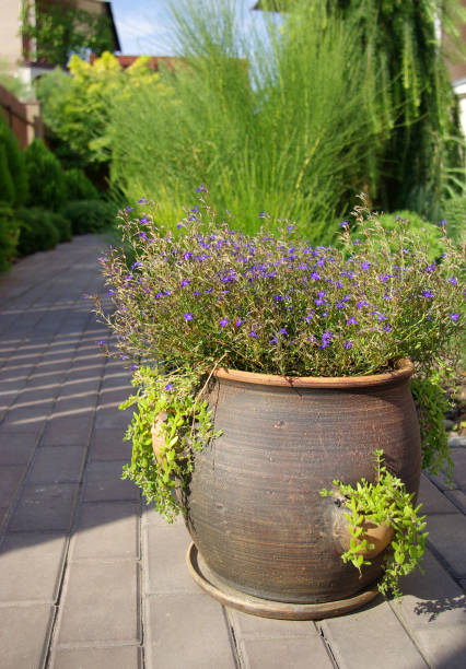 istock Flowerpot with flowers 1359584152