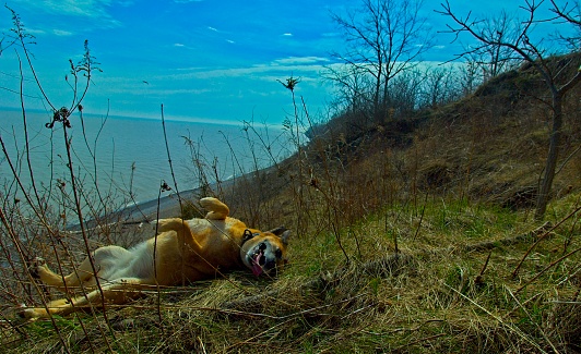 Dog rolling on hill