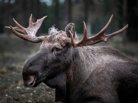 Moose with antlers resting lying on the forest floor in Sweden