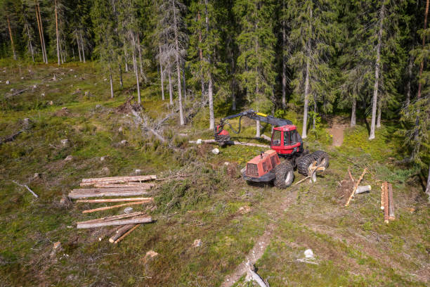 istock Forest harvester cuts in smaller pieces fresh cut tree, fully automatic machine in forest, top down aerial photo 1359589838