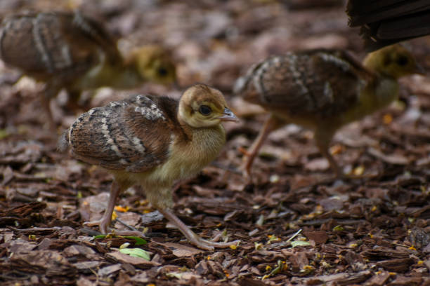 istock chicks of Indian peafowl (Pavo cristatus) 1359595347