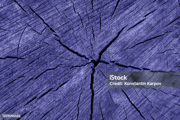 Abstract Texture Of A Cracked Tree Texture Heartwood Background Wood Texture For Background Photo Toned In The Color Of The Year Very Peri Stock Photo - Download Image Now