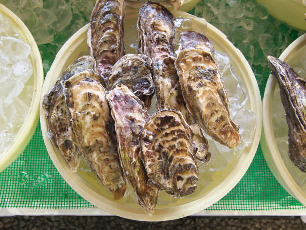 close-up de ostras rochosas ou crassostrea nippona ou ostras iwagaki - crassostrea - fotografias e filmes do acervo