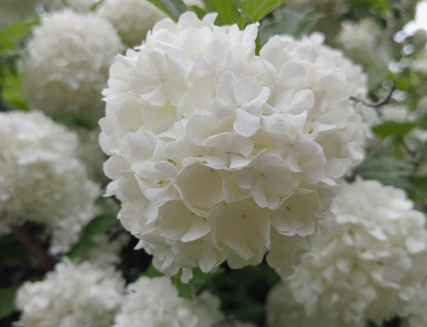 istock Close Up Snowball Bush Flower In Bloom 1359596586