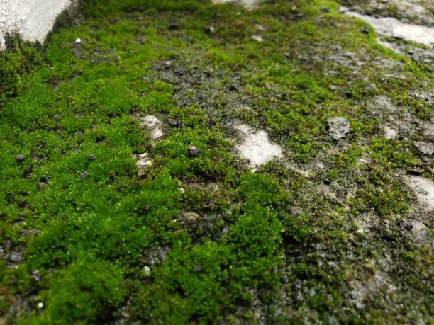 istock Mossy floors in humid areas 1359598627