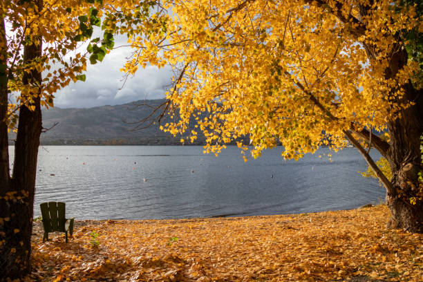 foglie autunnali al lago osoyoos in bc - lake osoyoos foto e immagini stock