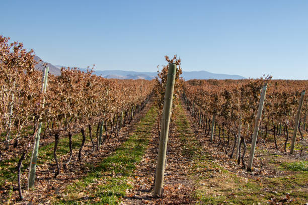 istock vineyard in Okanagan Valley in the fall 1359598689