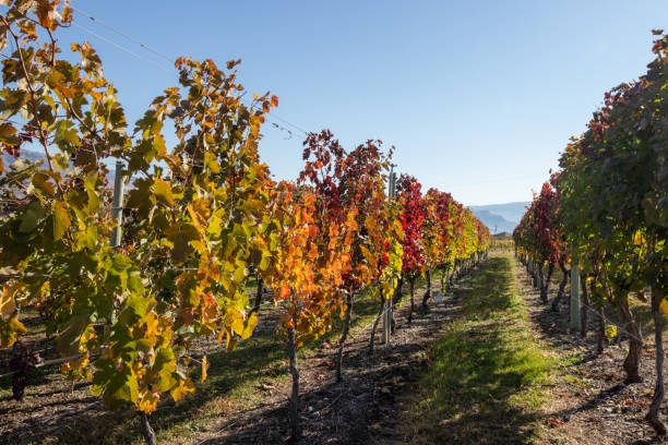 istock Vineyard in the Okanagan Valley 1359598809