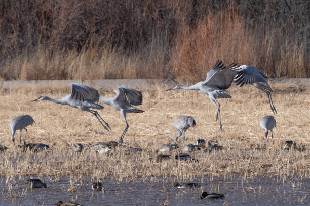 istock Sandhill cranes taking flight at winter home marsh 1359598852